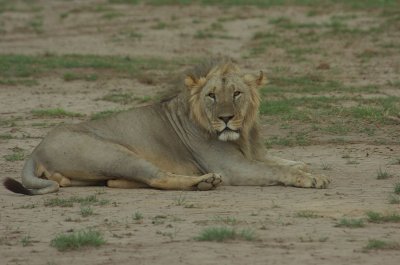 Male Lion Amboseli 4.jpg