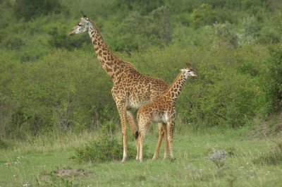 Giraffe  Calf.jpg