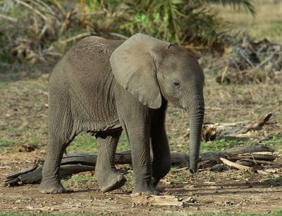 Elephant Calf.jpg
