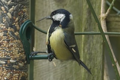 Great Tit with elongated beak