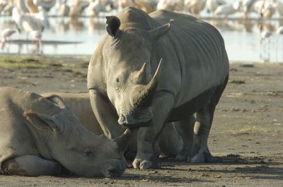 Rhino Lake Nakuru .jpg