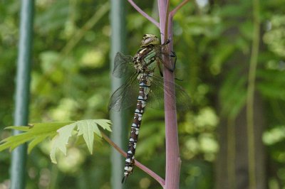 Hairy Dragonfly side on 2.jpg