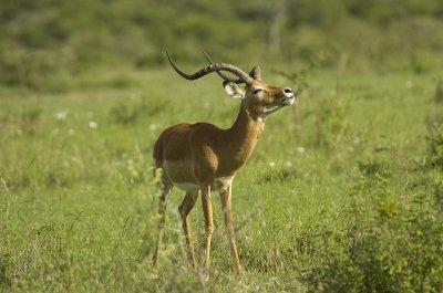 Male Impala .jpg