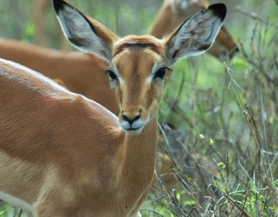 Female Impala .jpg