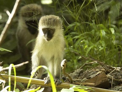 vervet monkey .jpg