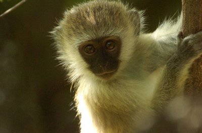 Vervet monkey .jpg