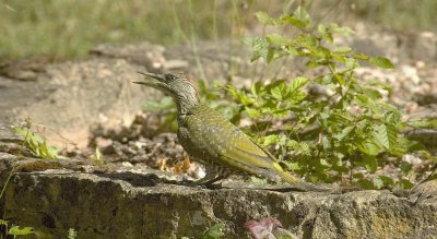 Juvenile Green Woodpecker