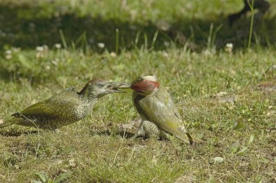 Male feeding Juvenile.jpg