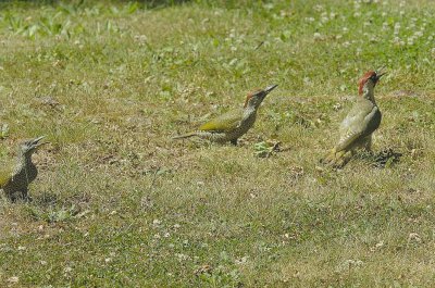 Adult with 2 juveniles.jpg