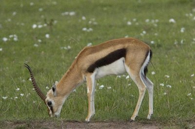 Tomsons Gazelle.jpg