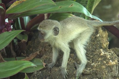 Green Vervet Monkey Baby.jpg