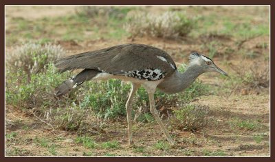 Kori Bustard.jpg