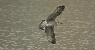 Herring Gull 1.jpg