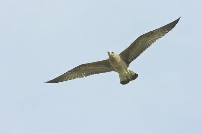 Herring Gull 2.jpg