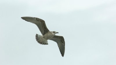 Herring Gull 3.jpg