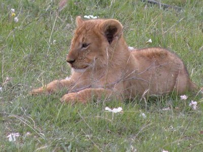 Lion Cub 9.jpg