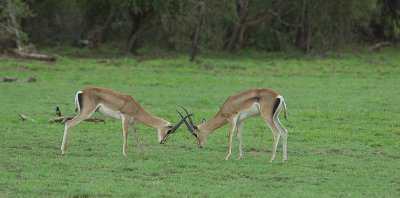 Grants Gazelles sparing.jpg