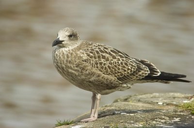 D2_00423     Herring Gull 5.jpg