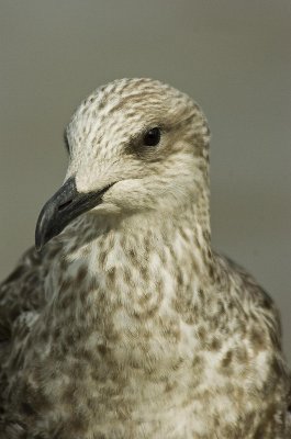 D2_00434     Herring Gull 7.jpg