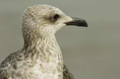 D2_00435     Herring Gull 8.jpg