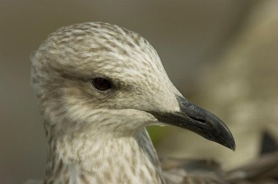 D2_00452     Herring Gull 6.jpg