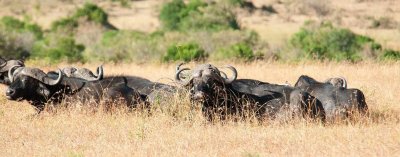 D3_426 African Buffalo.jpg