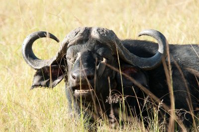 D3_431 African Buffalo.jpg