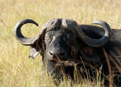 D3_433 African Buffalo.jpg