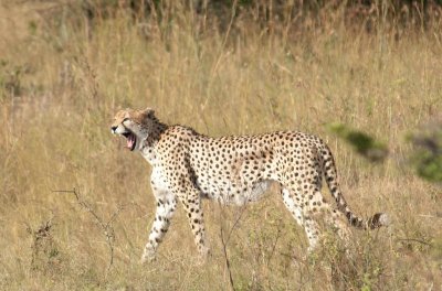D3_446 Cheetah.jpg