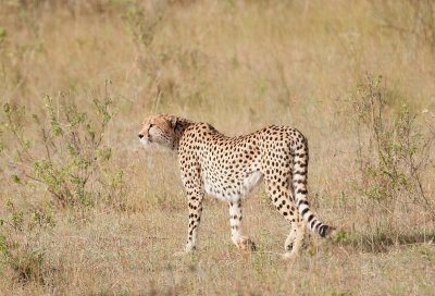 D3_0448 Cheetah.jpg