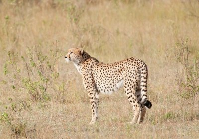 D3_0449 Cheetah.jpg