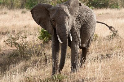 WILD KENYA - ELEPHANTS FEBRUARY 2012