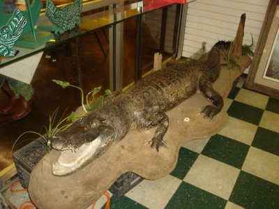 steamboat-bills-gator.jpg