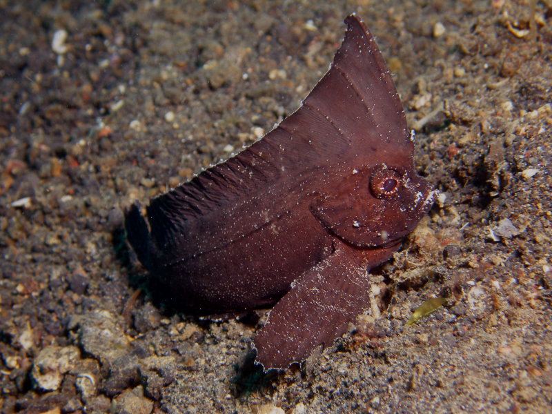 Cockatoo Waspfish1.JPG