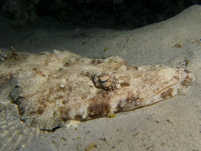 Krokodilvis2.JPG