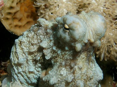 Octopus1.JPG