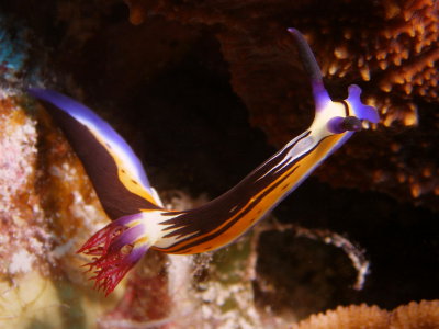 Nembrotha4.JPG