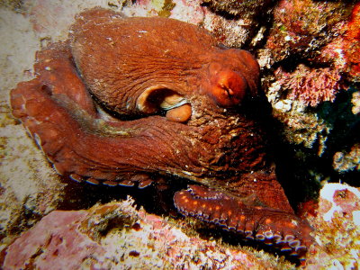 Octopus11.JPG
