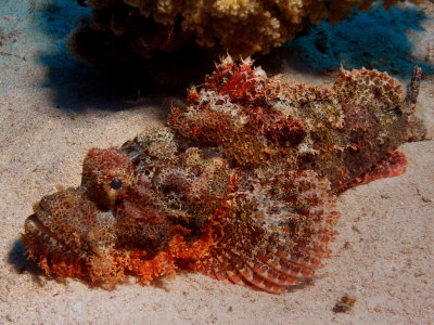 Schorpioenvis10.JPG
