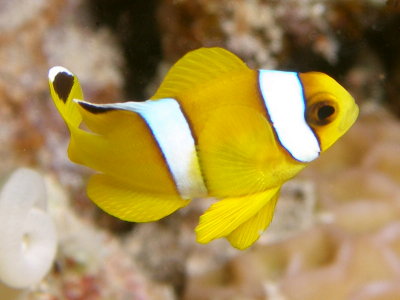 anemoonvis3.JPG