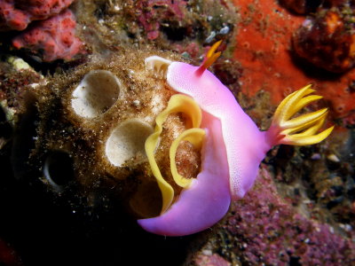 Hypselodoris apolegma (Yonow, 2001)