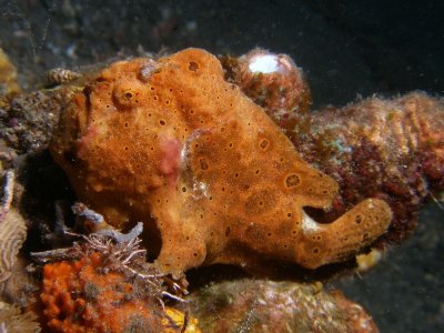 Frogfish10.JPG