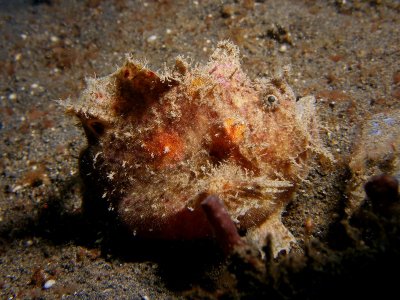 Harige Frogfish1.JPG