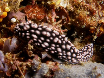 Phyllidiella pustulosa (Cuvier, 1804)