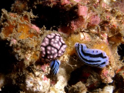 Phyllidiopsis annae  (Brunckhorst, 1993)