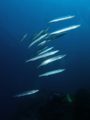 Barracudas1.JPG