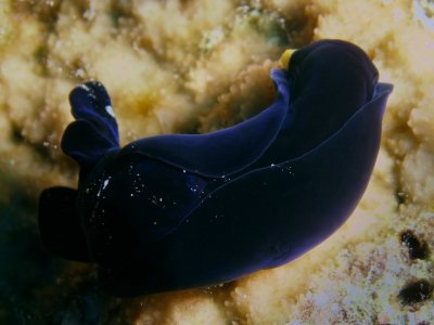 Chelidonura flavolobata3.JPG