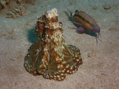 Octopus1.JPG