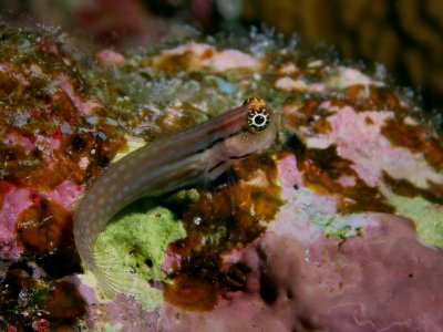 Blenny4.JPG