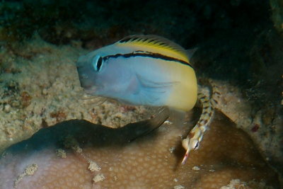 Blenny2.JPG